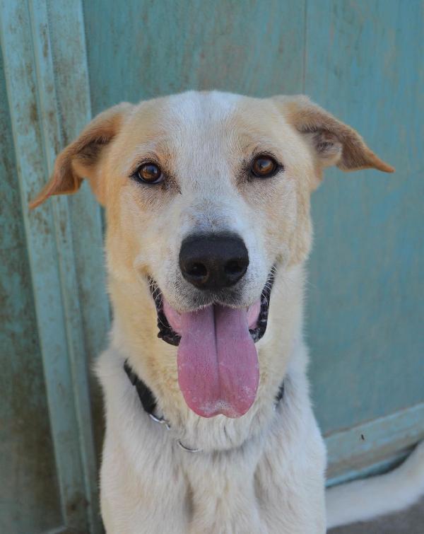 Toby cane un po’ timoroso, adozione responsabile Foto 6